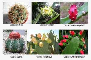 Cactus - Planta De Tuna