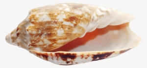 Free Png Seashell Png Images Transparent - Seashell