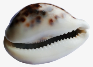 Seashell Png - Seashell