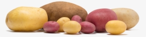 Potato