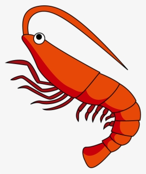 Red Shrimp Png Download Image - Clip Art Of Shrimp