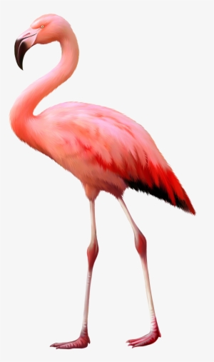 Flamingo Png Background Image - Flamingo Isolated