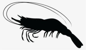 Shrimps Png - Silhouette Shrimp