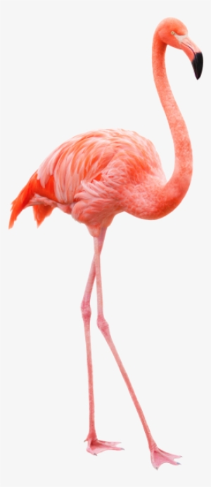Flamingo - Flamenco Pajaro