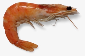 Shrimp