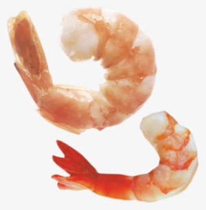 Download - Eat Shrimp
