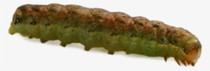 Caterpillar Png Transparent Images - Poster