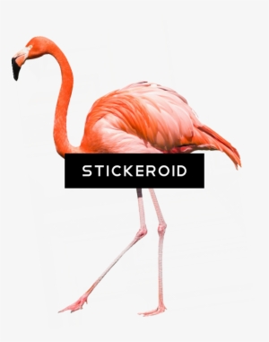 Flamingo - Greater Flamingo