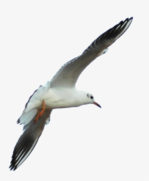 Hd Beautiful Seagull Static Png - Gulls