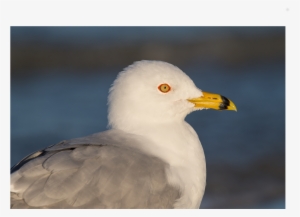 European Herring Gull