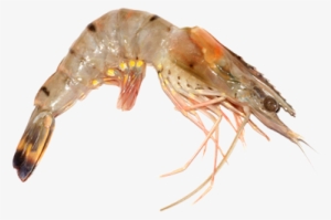 Shrimp - Prawn