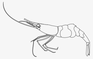 Pandalus Borealis Shrimp 001 - Shrimp Transparent Clipart Black And White