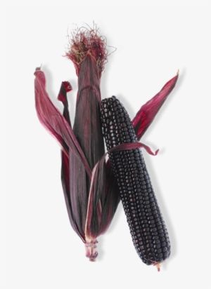16 Superfood Products Taking Flight Today - Purple Corn Anthocyanin Content