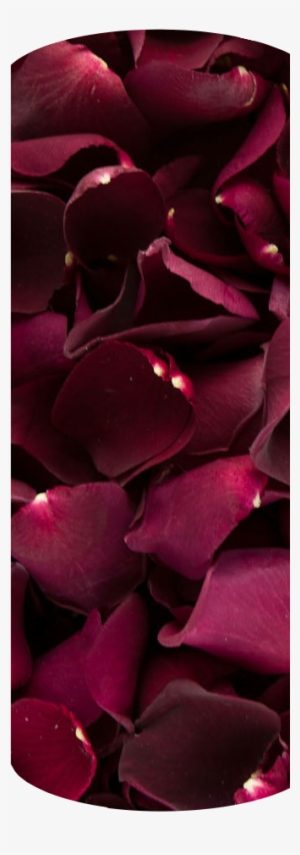Romantic Bed Of Rose Petals 3 - Burgundy