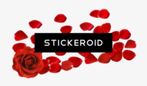 Rose Petals Flowers - Hybrid Tea Rose