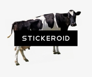 Cow Animals - Dairy Cattle