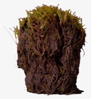 3d View - Arctic Moss Roots