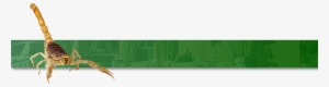 A Scorpion's Key Characteristics Are Their Six Spindly - Hummingbird