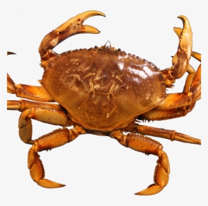 Crab
