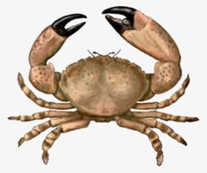 Crab - Leyenda Del Punche De Oro