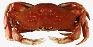 Crab Icon Png - Dungeness Crab