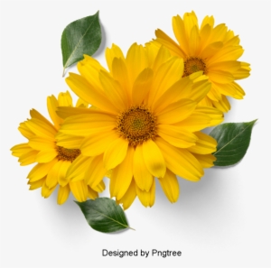 Beautiful Fresh Flower Petals, Flowers, Petals, Leaves - Flower