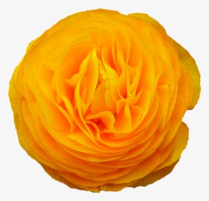 Petals,flowering - Flower