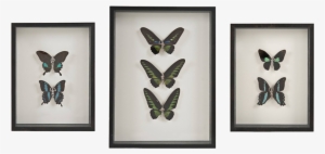 Beyond The Fairytale / Dark - Lepidoptera