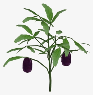 Eggplant - Wiki