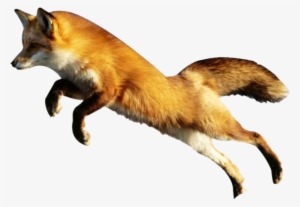 Fox Png Image - Animals With No Background