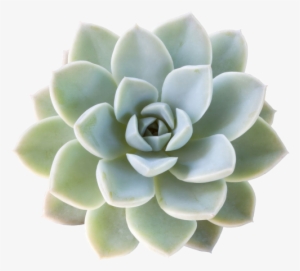 Contact Us Today - Succulent Stock