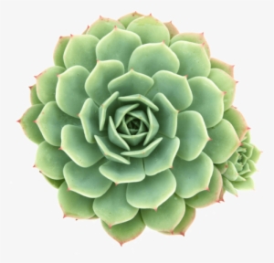 Echeveria 'abalone' Or Echeveria 'green Abalone' Succulent - Hens And Chicks Plants Png