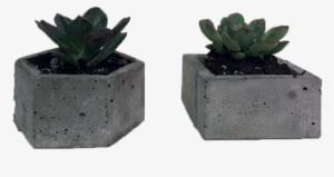 Succulent Large Hex Pot Set - Flowerpot