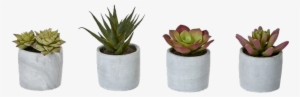 4 Piece Desktop Succulent Plant In Pot Set Bungalow