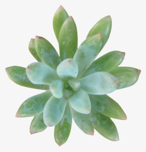 Green Succulent Succulent Transparent - Ozuna