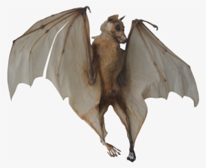 Fruit Bat Png Banner Freeuse Library - Bat