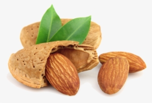 Almond Nut