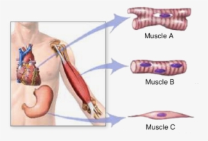 Diagram Showing Cardiac, Smooth, And Skeletal Muscle - Three Types Of Muscular System