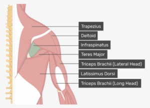 Image Showing Superficial Muscles Of The Back And Posterior - Supraspinatus Muscle