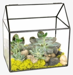 Succulent Green House Terrarium - Terrarium