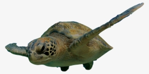 Turtle Png