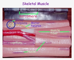 Muscle Diagram
