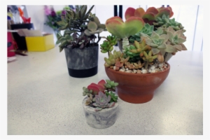 Succulent Pots - Succulent Plant
