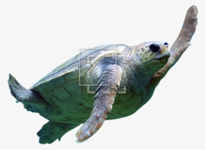 Sea Turtle - Gili Meno Wall Turtles