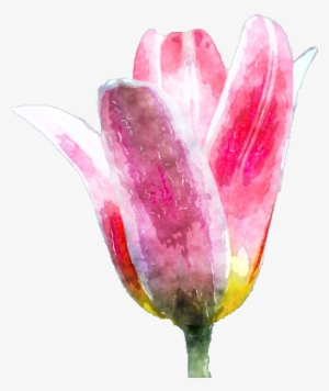 Watercolor Flower By Lavandalu - Snow Crocus