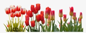 Tulip, Spring, Nature, Flower, Color, Plant, Garden - Tulip Flower Garden Png