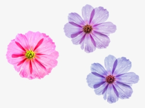 Cool Flower Png Three Different Styles To Choose Pink - Garden Cosmos