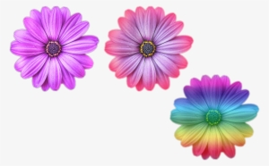 Multi Color Flower Png Files Purple Purple And Pink