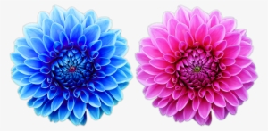 Beautiful Free Flower Png File Nature Cool Png Natural