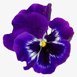 Pansy Blue Purple